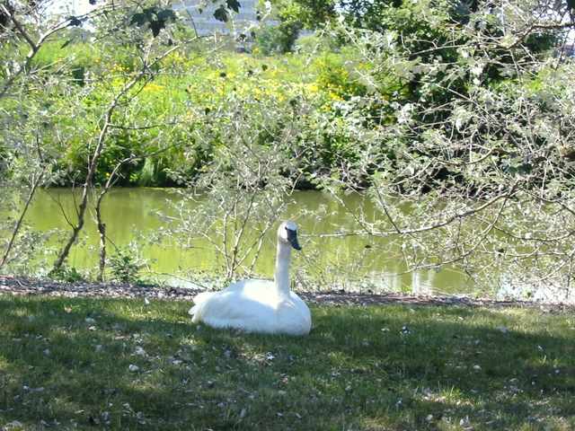 chicago-botanic-garden-swan