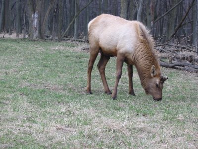 busse-woods-elk The elk at Busse Woods