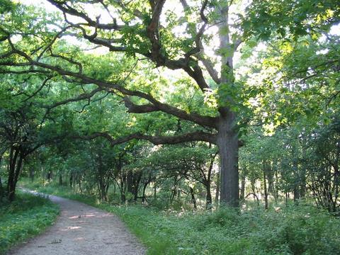 Cap Sauers-Swallow Cliff path