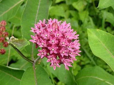 Milkweed blossom Milkweed blossom