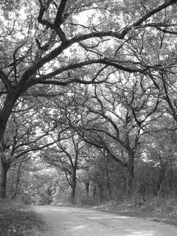 oak trees