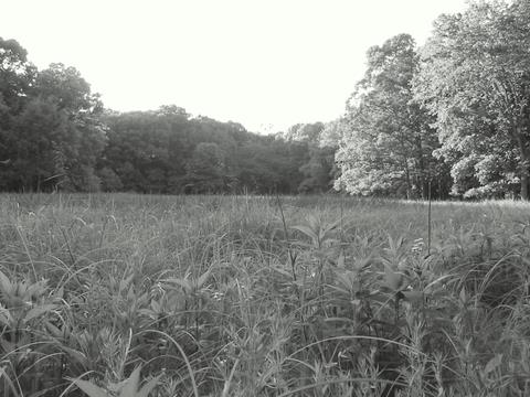 Cap Sauers Holdings marsh Marshy areas are common.