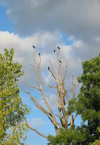 crows crows