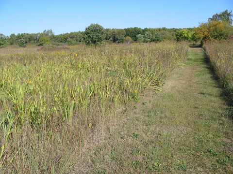 prairie 2 Crabtree Nature Center prairie 2 Crabtree Nature Center