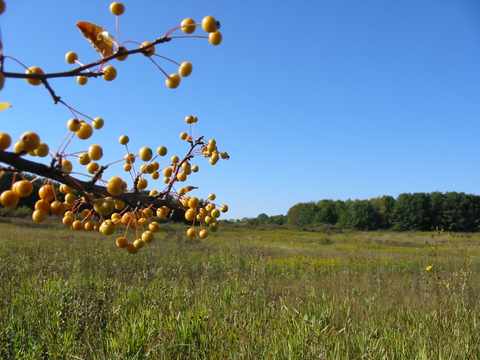 Prairie 3, Crabtree Nature Center Prairie 3, Crabtree Nature Center