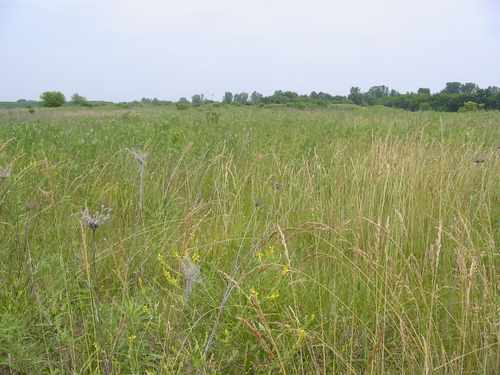 Danada prairie Danada prairie