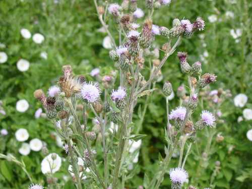 Danada thistles Danada thistles