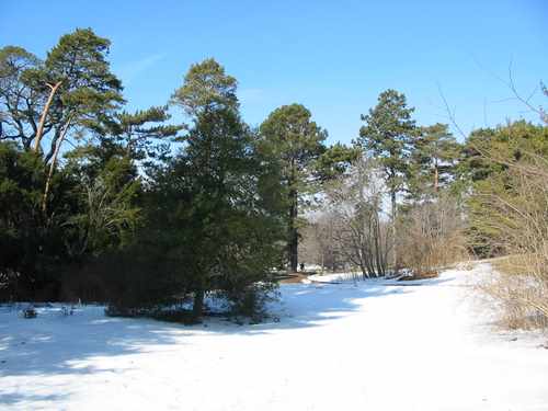 hillside snow Morton-Aboretum