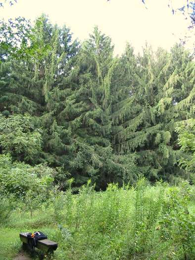 Marengo Ridge Conservation Area in McHenry County Illinois Marengo Ridge Conservation Area, McHenry County, Illinois, pine trees