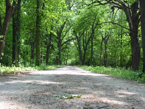 Waterfall Glen Forest Preserve trail view Waterfall Glen Forest Preserve trail view