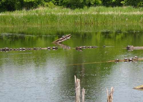 turtles Waterfall Glen Forest Preserve turtles Waterfall Glen Forest Preserve