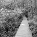boardwalk The first section of the Cowles Bog Trail runs through a wetland area.