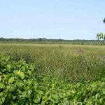 cowles-bog Hikers get occasional peeks of the large wetland near the rail.