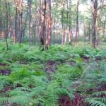 Expect to see lush greenery along the trail.