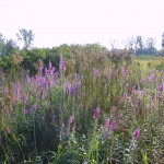 Flowers growing along trails in the western section of the park.