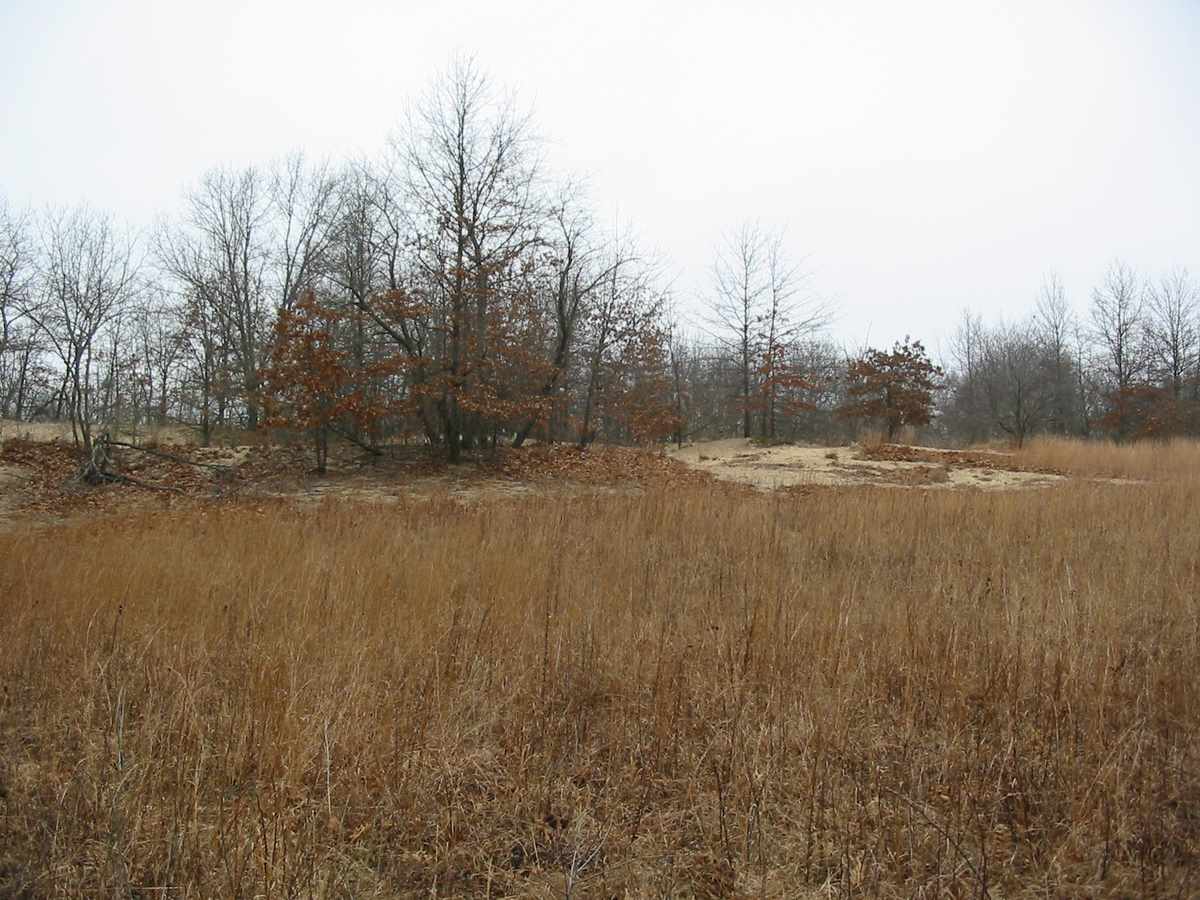 grassland grassland