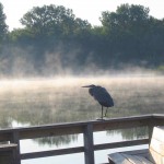 An early morning avian visitor at Oak Ridge Prairie County Park.