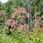 joe-pye-weed Joe-pye weed grows along the Cowles Bog Trail during the summer.