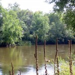 At the river’s edge—about 15 feet below the level of the trail—look for painted and softshell turtles basking on logs.