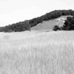 marram-grass Waving fields of marram grass grow between the beach and the wooded dunes.
