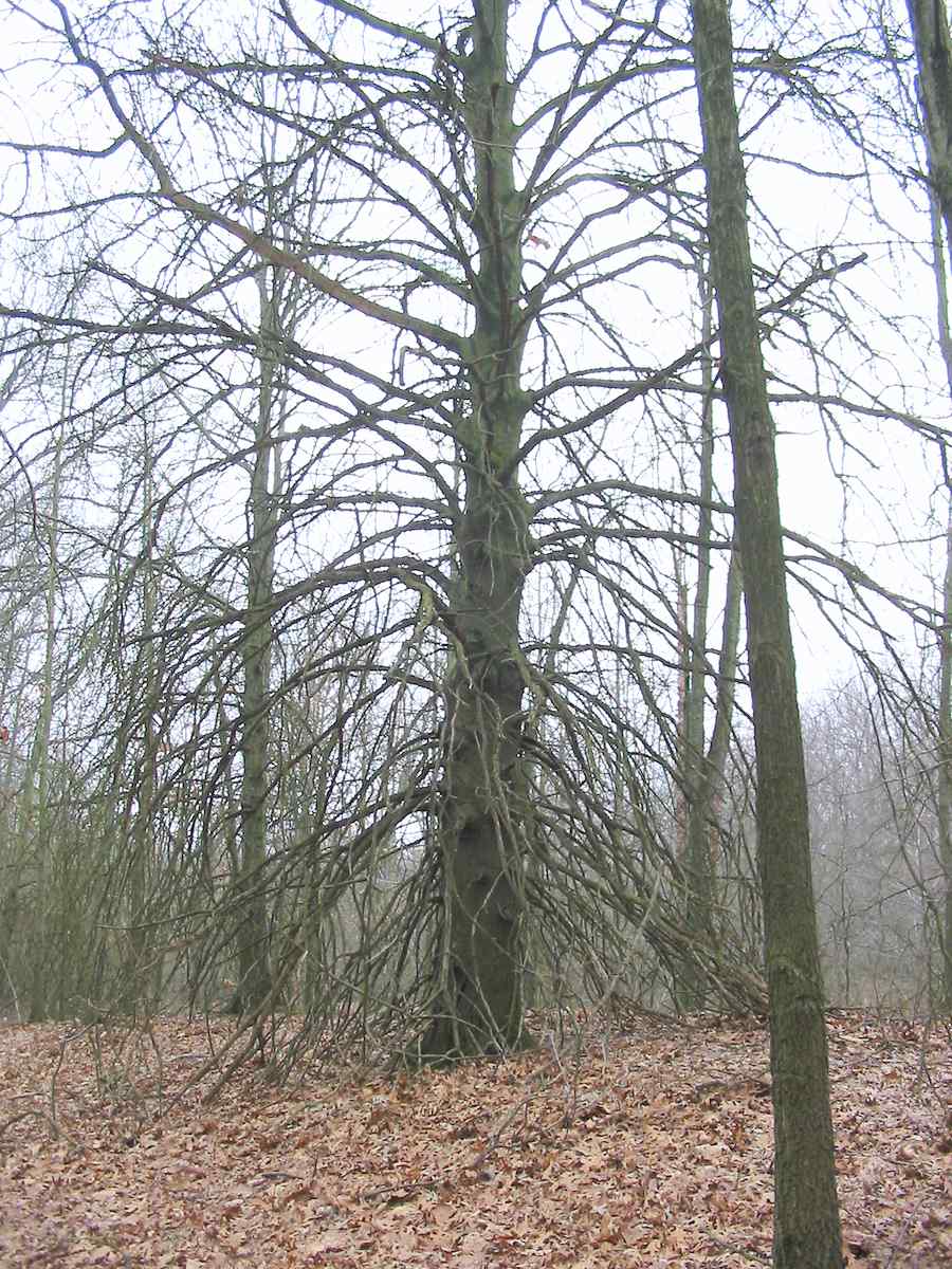 pine-tree Big pine tree along the Li-co-ki-we Trail, Indiana Dunes National Lakeshore.