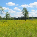 prairie The Mnoké Prairie is an a lovely swath of restored grassland.