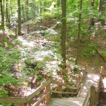 ravine On the first leg of this hike, the trail runs through a series of small wooded ravines.