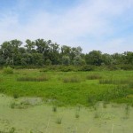 wetlands-2