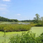 wetlands1 Many of the ponds along the trail are actually former curves in the Kankakee River.