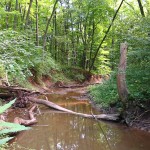 Thorn Creek may dry up into a series of isolated pools during the summer.