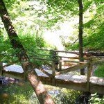 Thorn Creek runs thorugh a bottomland forest of black walnut, swamp white oak, basswood, ash, and slippery elm.