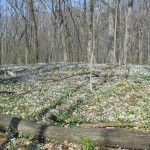 flowers During spring, expect to see wildflowers throughout the park.