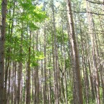 While hiking, you may hear the wind whispering through groves of red and jack pines planted by farmers in the 1950s.