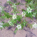 plants The Indiana Dunes possess a great variety of plants, many growing in sandy soil.