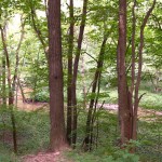 plum creek Early in the hike, the trail pulls alongside a 40-foot-deep wooded ravine carved out by Plum Creek.