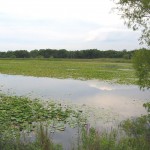 pond Long Lake is blanketed by lily pads, fringed with cattails, and frequently visited by waterbirds.