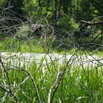 As the trail circles Owl Lake, you’ll see this patch of water is more of a pond than a lake.