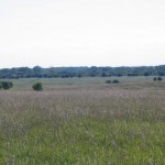 Much of the landscape at Midewin is slowly be transformed from farmland to prairie.