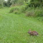 rabbit The 1-mile loop section of the hike guides you along a wide, mowed path that runs through open space sprinkled with pines, oaks, apple trees, and shrubs.
