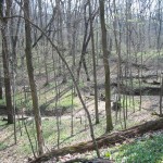 ravine Wooded ravines roll through the northern section of the park.