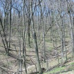 The wooded ravines and high bluffs make for an unusually rugged landscape at McKinley Woods.