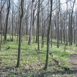 trail Pilcher Park, located on the east edge of Joliet, contains 420 acres of ravines and forested bottomland braided by trails and streams.