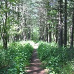 In the upland areas, look for white and red oak, shagbark hickory, and white pine.
