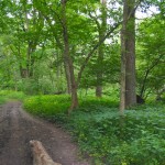 trail Goodenow offers a mix of bottomland woods and open savanna.
