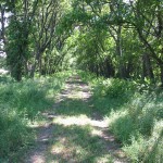 One mile into the hike, the trail shoots straight as an arrow through a dense hedgerow of trees separating two fields. The trail tunnels through a passageway of walnut, hickory, and hedgeapple trees, more commonly known as Osage orange.