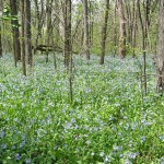 In the spring, watch for swaths of wildflowers growing in the bottomland woods alongside the I&M Canal Trail.