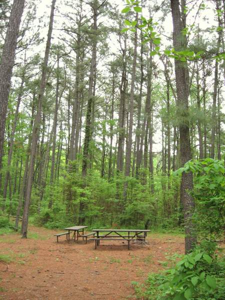 Dixon Springs State Park