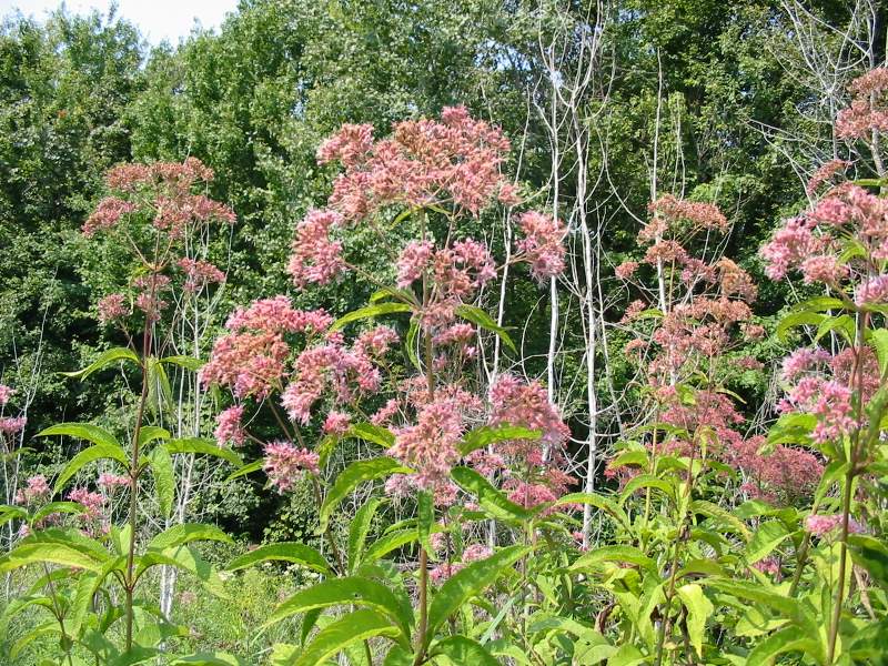 Joe-Pye Weed at Cowles Bog Trail